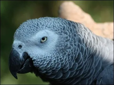 Quel est cet animal ?