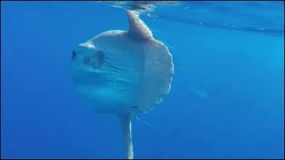 Pour finir, quel est cet animal ?