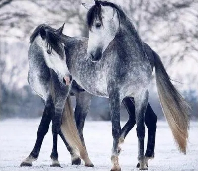 Comment se nomme la robe ?