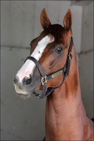 Comment s'appelle la grande tache sur la tête ?