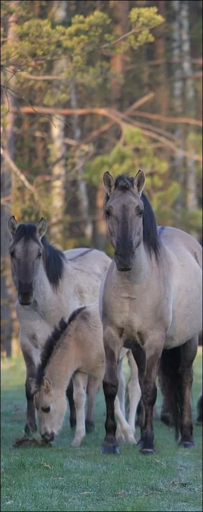 D'où vient cette race ?