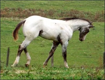 Quelle est sa robe ?