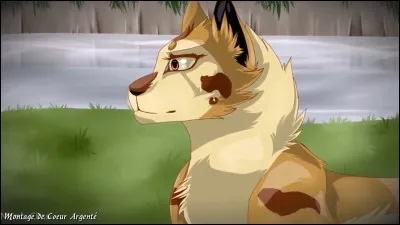 Dans le clan de la Rivière, c'est la demi-sur de Griffe de Ronce. Elle est aussi guérisseuse de son clan. C'est...