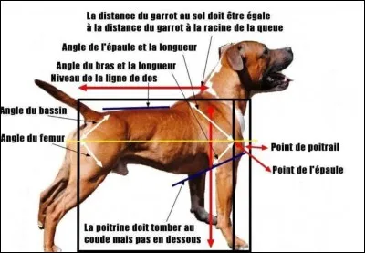 Quelles étaient les mensurations du premier standard sbt (toise) ?