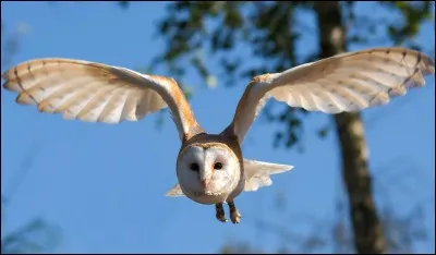 À quel oiseau ressembles-tu le plus ?