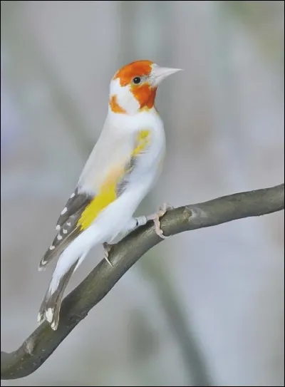 Quel est le nom de ce bel oiseau ?