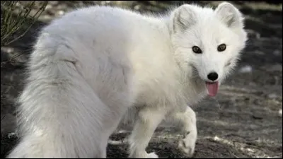 Quel est le nom scientifique du renard polaire ?
