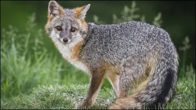 Quel est le plus petit renard d'Am&eacute;rique du Nord ?