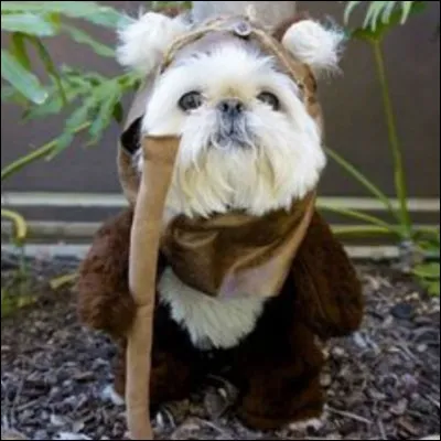 Qui ce chien imite-t-il à la perfection ?