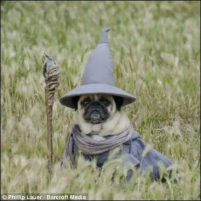 Qui donc se promène au milieu des champs ?