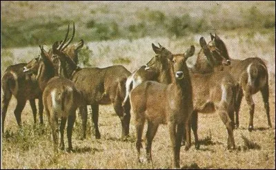 Ces antilopes sont des...