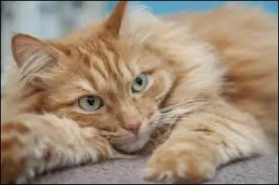 De quelle couleur est ton pelage ?