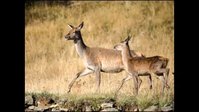 Quel est cet animal ?