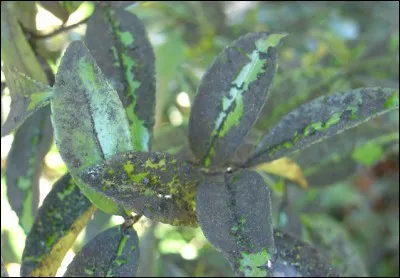 Quel est le nom de cette maladie ?