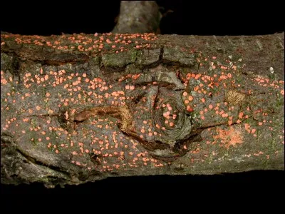 Quel est le nom de cette maladie ?