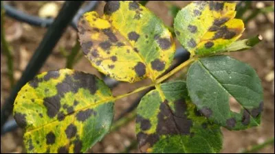 Quel est le nom de cette maladie ?