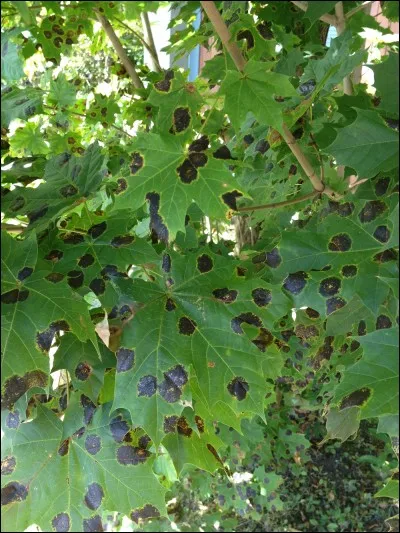 Quel est le nom de cette maladie ?