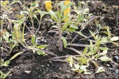 Quel est le nom de cette maladie ?