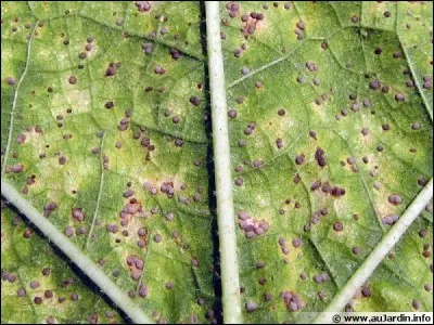 Quel est le nom de cette maladie ?