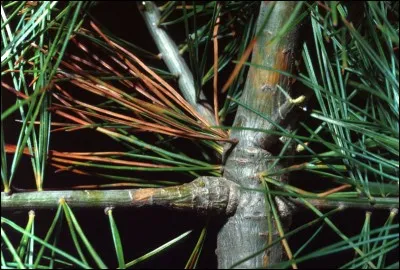 Quel est le nom de cette maladie ?