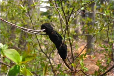 Quel est le nom de cette maladie ?
