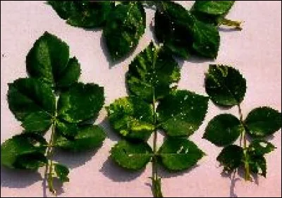 Quel est le nom de cette maladie ?