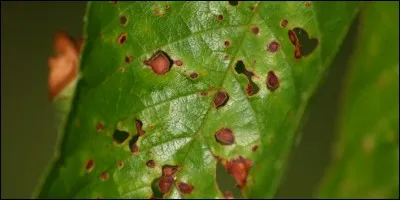 Quel est le nom de cette maladie ?