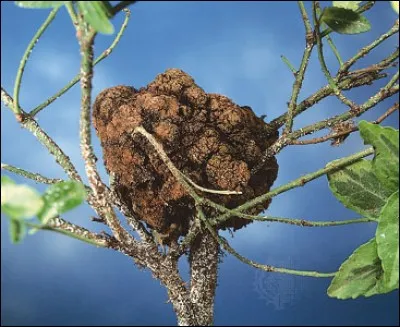 Quel est le nom de cette maladie ?