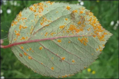 Quel est le nom de cette maladie ?