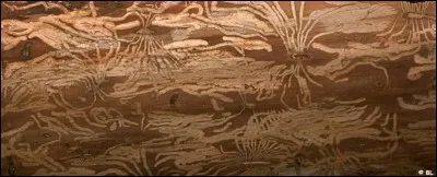 Quel est le nom de cette maladie ?