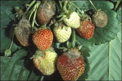 Quel est le nom de cette maladie ?