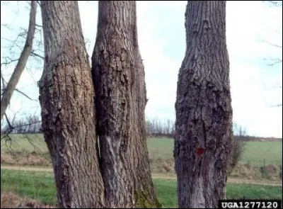 Quel est le nom de cette maladie ?