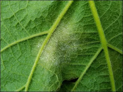 Quel est le nom de cette maladie ?