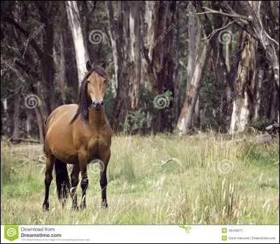 D'où vient le brumby australien ?