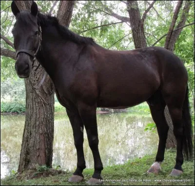 D'où vient le canadien ?