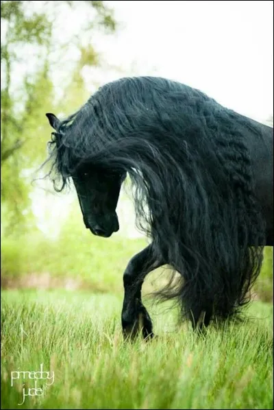 D'où vient le Frison ?