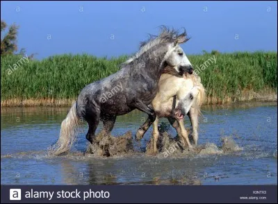 D'où vient le poney brésilien ?