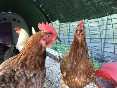 Est-ce que toutes les poules pincent ?