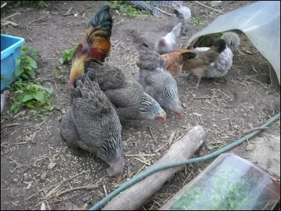 Quelle quantité d'eau une poule boit-elle ?
