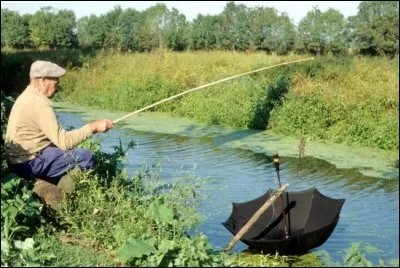 Pêche de l'anguille au ver de terre, avec un parapluie, une canne, une ligne, mais sans hameçon, remplacé par des brins de laine !