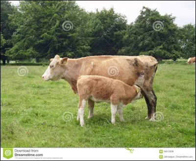 Veau mort-né, servant à la fabrication du vélin !