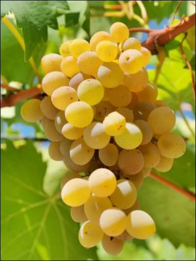 Etat du raisin, qui commence à prendre la couleur de la maturité !