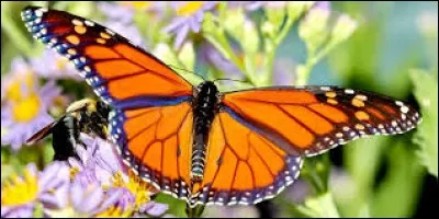 Le papillon monarque vient de ...