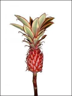 D o vient ce fruit ?