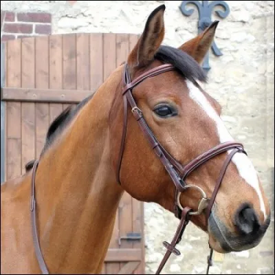 Comment appelle-t-on cette muserolle ?