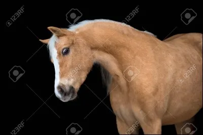 Comment appelle-t-on cette robe ?