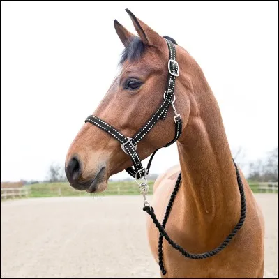 Comment appelle-t-on cela ?