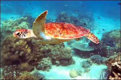 Nosy Be est une ville de...