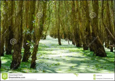 Destination 3 : la Suède. C'est un beau pays mais connais-tu vraiment ses traditions ? Dans ce pays il y a le jour des :