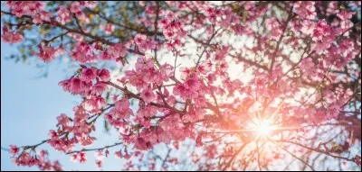 Destination 6 : le Japon. Comme c'est beau et fleuri ! Mais comment se nomme cet arbre qui fait de si belles fleurs ?